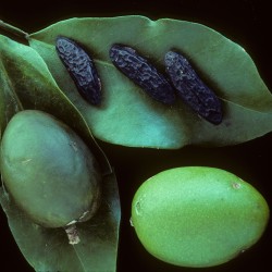 Tonka Bean Venezuela